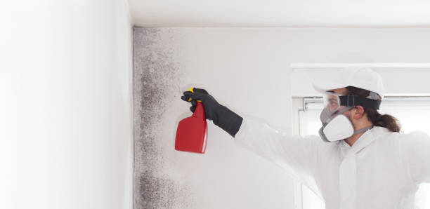 Mold Removal Process in Cortland, IL